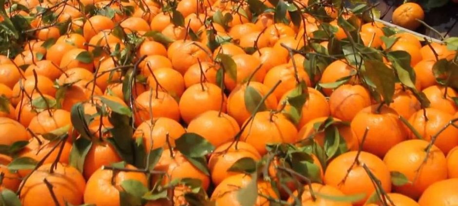 Pakistani Exporters Target $110 Million From Kinnow Exports This Season
