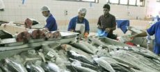 Pakistan’s Seafood Industry Faces Another Year of EU Ban