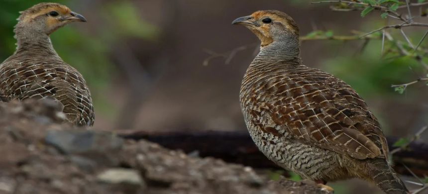 Punjab Begins First Auction for Partridge Hunting Permits