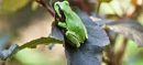 Scientists Find Cancer-Fighting Bacteria in Frog