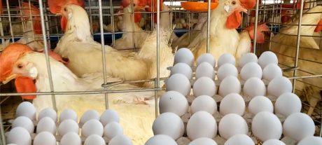 Rising Prices And Smarter Choices: Punjab Poultry Rates That Shape Your Kitchen Budget