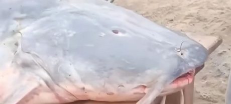 65-Kg Giant Fish Caught in River Ravi Sparks Market Buzz