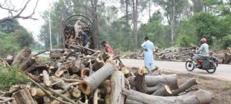 CDA Takes Action Against Private Developers for Cutting Trees in Islamabad