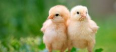 PPA urges removal of Rs10 FED on chicks