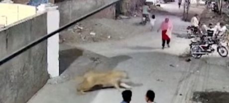 Pet Lion Attacks Girl in Lahore, Owner Arrested
