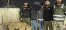 Pet Lion Attacks Wildlife Officer in Punjab