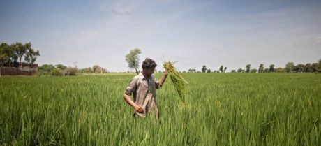 Punjab to Introduce Apna Khet Apna Rozgar Farming Scheme