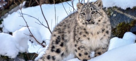 Snow Leopard Discovered Dead in Chitral Region