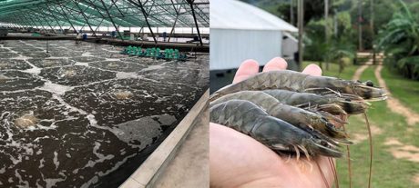 Punjab’s Blue Economy Set To Soar With The Largest Shrimp Farming Initiative