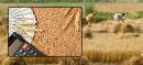 Wheat Rate in Pakistan
