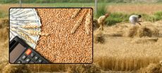 Wheat Rate in Pakistan