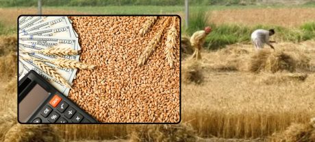 Wheat Rate in Pakistan