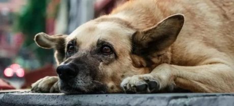 LHC Issues Notice to Punjab Govt over Stray Dogs Killing