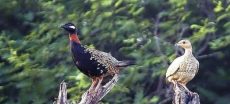 Black Partridge Owners Call for License System Revival