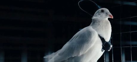 How Are Russian Scientists Turning Pigeons Into Bio-Drones