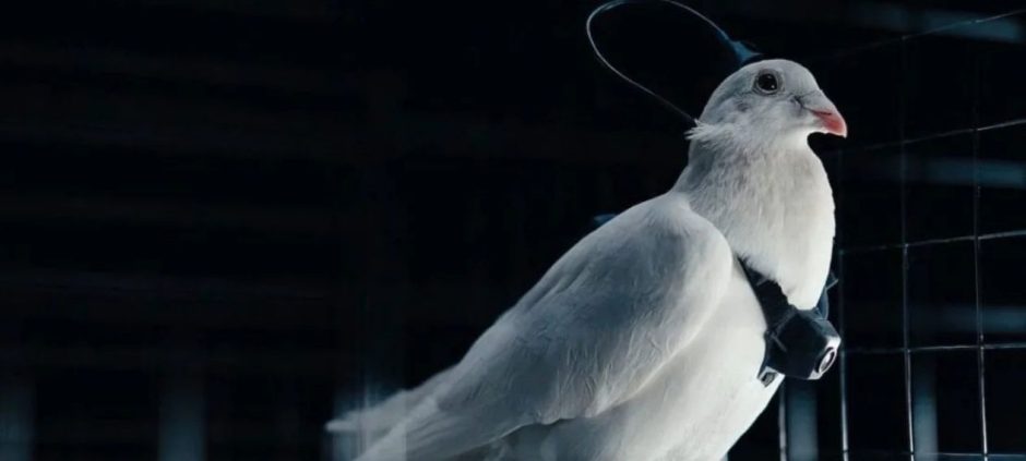 How Are Russian Scientists Turning Pigeons Into Bio-Drones