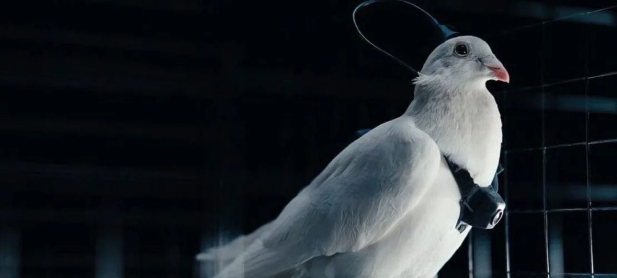 How Are Russian Scientists Turning Pigeons Into Bio-Drones