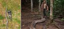 Indonesia Discovers World’s Longest Wild Snake