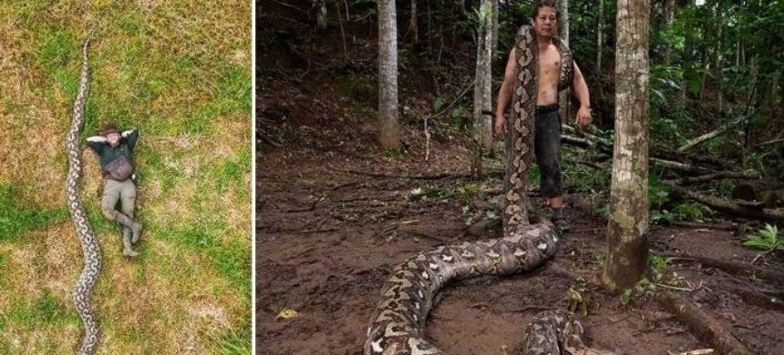 Indonesia Discovers World’s Longest Wild Snake