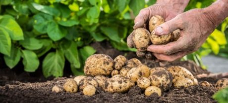 Maryam Nawaz Announces Punjab’s Biggest Potato Production