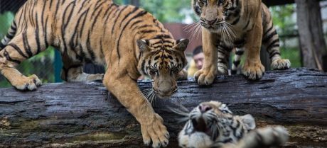 Virus Outbreak Claims 72 tigers in Thailand