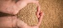 Punjab to Buy Wheat at Rs3,500 Per 40kg Under New PPP Model
