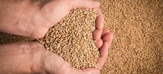Punjab to Buy Wheat at Rs3,500 Per 40kg Under New PPP Model