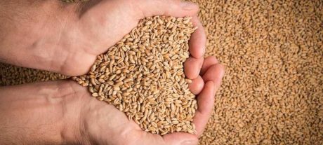 Punjab to Buy Wheat at Rs3,500 Per 40kg Under New PPP Model