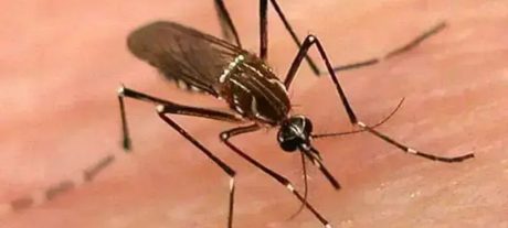 Rawalpindi Launches 2026 Anti-Dengue Campaign