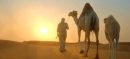 Saudi Arabia Introduces Camel Passports What Does It Mean (1)