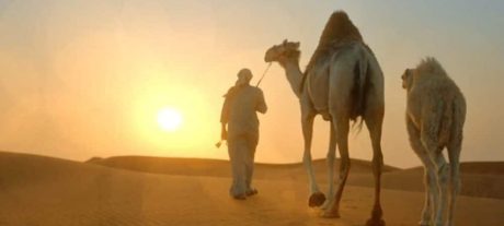 Saudi Arabia Introduces Camel Passports What Does It Mean (1)