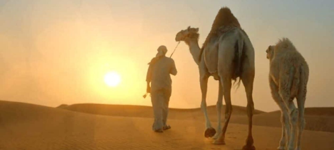 Saudi Arabia Introduces Camel Passports What Does It Mean (1)