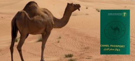 Saudi Arabia Introduces Passports for Camels Nationwide