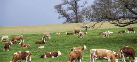 KP Launches Province’s First Livestock Management System