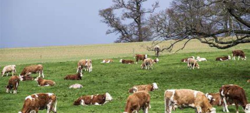 KP Launches Province’s First Livestock Management System