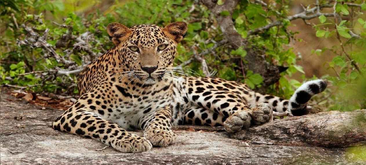 Leopard Near NUST Authorities Take Action
