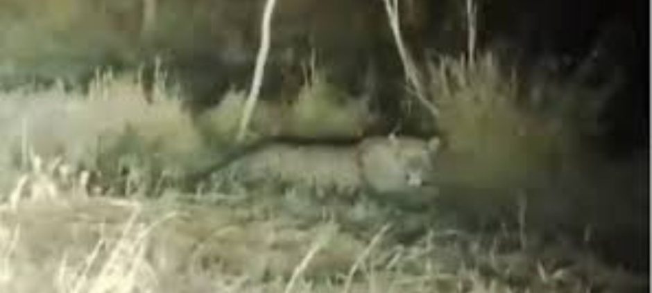 Leopard Spotted Again at IIUI Campus, Safety Concerns Rise