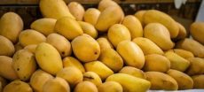 Mango Production at Risk as Water Flows Reduce in South Punjab