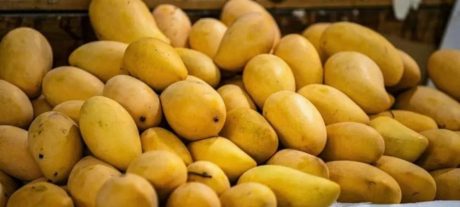 Mango Production at Risk as Water Flows Reduce in South Punjab