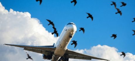 PIA Flight Returns to Allama Iqbal International Airport After Bird Strike Mid-Air