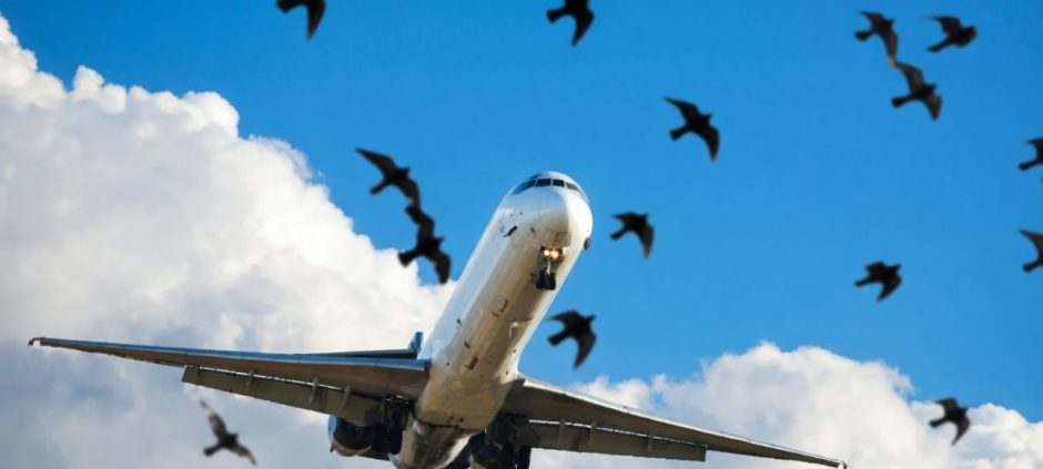 PIA Flight Returns to Allama Iqbal International Airport After Bird Strike Mid-Air