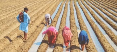 Sindh Cabinet Approves Rules for Women in Agriculture