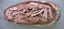 72-Million-Year-Old Dinosaur Eggs Found Intact