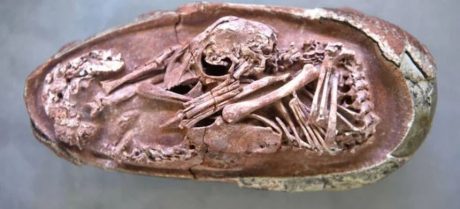 72-Million-Year-Old Dinosaur Eggs Found Intact