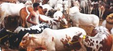 Goat and Bull Prices Rise before Eid ul Azha 2026