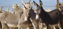 Govt Approves Donkey Meat Exports via Gwadar Port