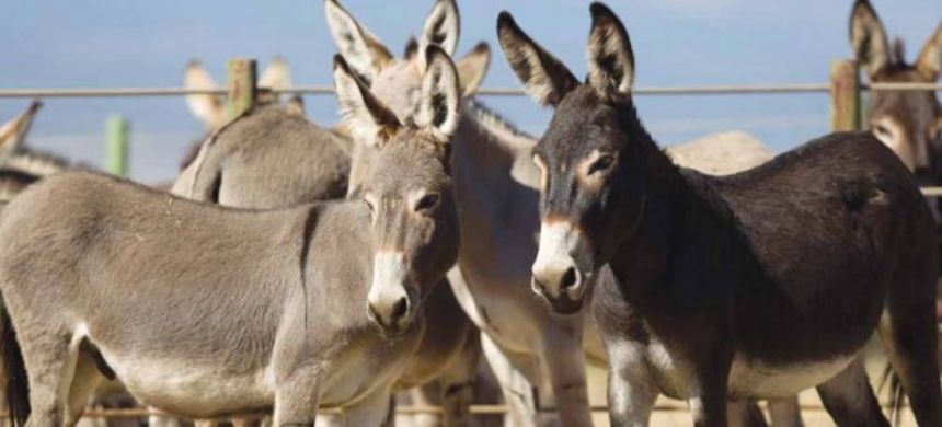 Govt Approves Donkey Meat Exports via Gwadar Port