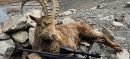 Legal Trophy Hunt of Himalayan Ibex Conducted in Chitral Valley
