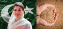 Maryam Nawaz Orders Wheat Procurement at Rs3,500 per 40kg in Punjab