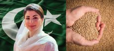 Maryam Nawaz Orders Wheat Procurement at Rs3,500 per 40kg in Punjab